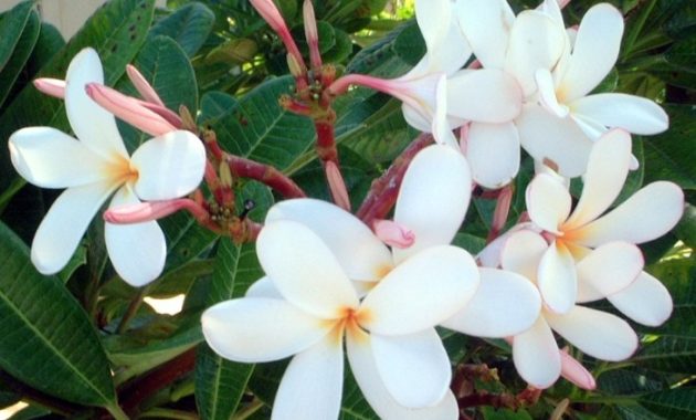 Plumeria im wohnzimmer überwintern