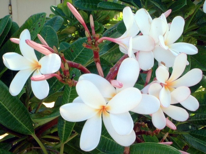 Plumeria im wohnzimmer überwintern